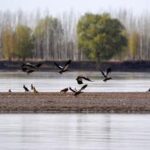 CHINA-NINGXIA-YINCHUAN-AVES MIGRATORIAS