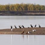 CHINA-NINGXIA-YINCHUAN-AVES MIGRATORIAS