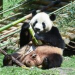 ESPAÑA-MADRID-NUEVA PAREJA DE PANDAS GIGANTES-DEBUT