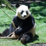 ESPAÑA-MADRID-NUEVA PAREJA DE PANDAS GIGANTES-DEBUT