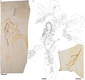 CHINA-EEUU-EQUIPO DE INVESTIGACION-ARCHAEOPTERYX-NUEVOS DETALLES-DESCUBRIMIENTO