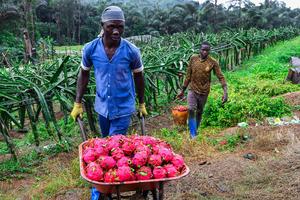 CAMERUN-REGION LITORAL-SOUZA-PLANTACION DE PITAHAYA