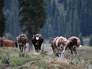 Enfoque de China: Expertos chinos y mundiales comparten estrategias para conservación de biodiversidad en zonas áridas