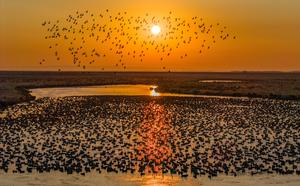 CHINA-HEILONGJIANG-AVES-MIGRACION
