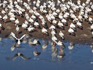 CHINA-HEILONGJIANG-AVES-MIGRACION
