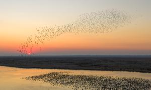 CHINA-HEILONGJIANG-AVES-MIGRACION