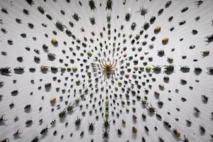 CHINA-SHAANXI-UNIVERSIDAD NORTHWEST A&F-PARQUE DE EXPOSICIONES