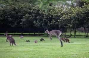 AUSTRALIA-BRISBANE-SANTUARIO DE KOALAS