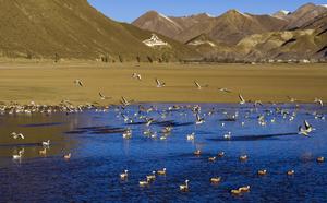 CHINA-XIZANG-LHUNZHUB-AVES MIGRATORIAS