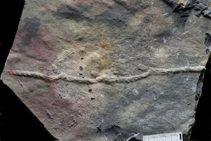 CHINA-HUBEI-SHIBANTAN BIOTA-TUNELES FOSILIZADOS-NUEVO ESTUDIO