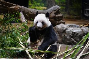 JAPON-TOKIO-PANDAS GIGANTES-PROGRAMADOS PARA REGRESAR A CHINA