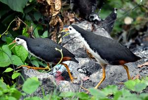 SRI LANKA-COLOMBO-AVES ACUATICAS