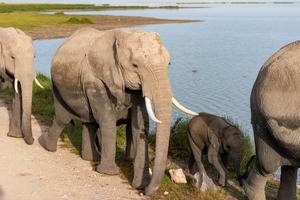 KENIA-DIA MUNDIAL DE LOS HUMEDALES-ANIMALES