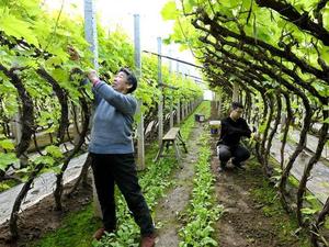 China detalla medidas para seguir avanzando en modernización agrícola y revitalización rural