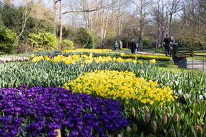 PAISES BAJOS-LISSE-KEUKENHOF-FLORES