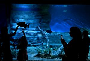 BRASIL-MATO GROSSO DO SUL-COP15-ACUARIO