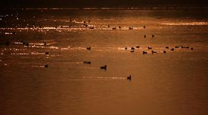 CHINA-HEILONGJIANG-HARBIN-AVES MIGRATORIAS