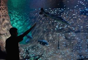 BRASIL-MATO GROSSO DO SUL-COP15-ACUARIO