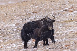 CHINA-XIZANG-GLACIAR ZANGSER KANGRI-DIA MUNDIAL DE LOS GLACIARES