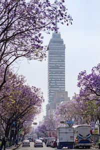 MEXICO-CIUDAD DE MEXICO-JACARANDAS
