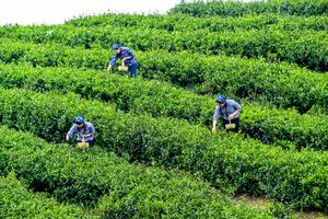 CHINA-CHONGQING-RONGCHANG-RECOLECCION DE HOJAS DE TE