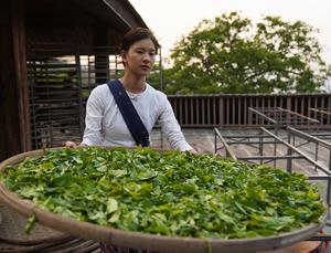 CHINA-YUNNAN-PU’ER-MONTAÑA JINGMAI-SECADO DEL TE