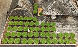 CHINA-YUNNAN-PU’ER-MONTAÑA JINGMAI-SECADO DEL TE