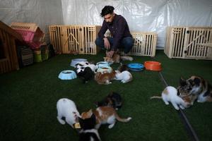 MEDIO ORIENTE-CIUDAD DE GAZA-GATOS CALLEJEROS