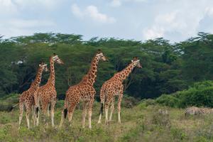 KENIA-DIA MUNDIAL DE LA VIDA SILVESTRE-ANIMALES