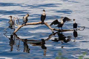 KENIA-DIA MUNDIAL DE LA VIDA SILVESTRE-ANIMALES