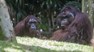 SINGAPUR-ZOOLOGICO-ORANGUTAN DE BORNEO RECIEN NACIDO