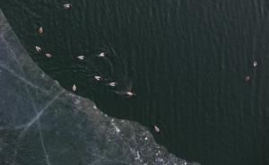 CHINA-HEILONGJIANG-AVES MIGRATORIAS