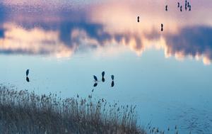 CHINA-HEILONGJIANG-AVES MIGRATORIAS