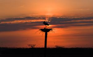 CHINA-HEILONGJIANG-AVES MIGRATORIAS