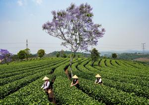 CHINA-YUNNAN-PU’ER-JARDIN DE TE-COSECHA