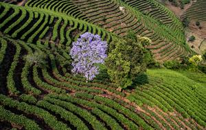 CHINA-YUNNAN-PU’ER-JARDIN DE TE-COSECHA