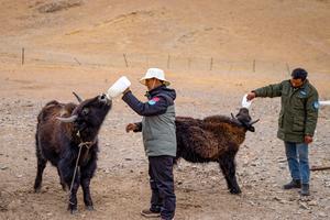CHINA-XIZANG-RESERVA NATURAL NACIONAL DE CHANGTANG-OFICIALES DE CONSERVACION DE LA FAUNA SILVESTRE