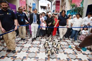 KUWAIT-GOBERNACION DE HAWALLI-PASEO CON PINGÜINOS