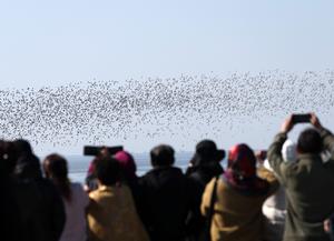 CHINA-LIAONING-DANDONG-AVES MIGRATORIAS