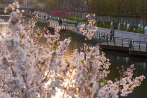 CHINA-BEIJING-RIBERA-FLORES