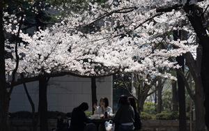 REPUBLICA DE COREA-SEUL-FLORES DE CEREZO