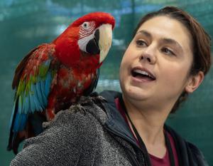 CANADA-ONTARIO-MISSISSAUGA-EXPOSICION CANADIENSE DE MASCOTAS DE PRIMAVERA