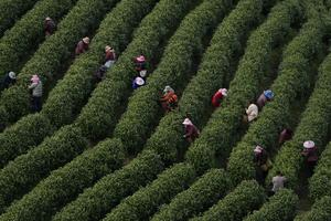 CHINA-ZHEJIANG-ANJI-TE BLANCO