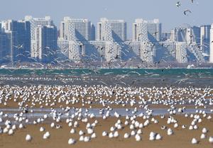 CHINA-HEBEI-QINHUANGDAO-GAVIOTAS