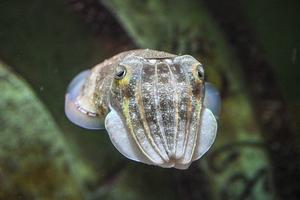CHINA-HAINAN-SANYA-BIODIVERSIDAD MARINA