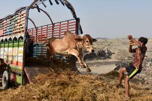PAKISTAN-LAHORE-EID AL-ADHA-MERCADO