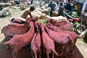 PAKISTAN-LAHORE-EID AL-ADHA-MERCADO