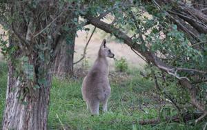 AUSTRALIA-CANBERRA-CANGUROS