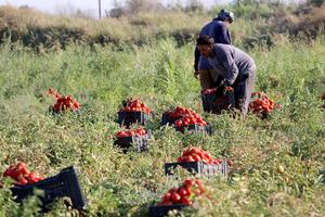 IRAK-BAGDAD-COSECHA DE TOMATE