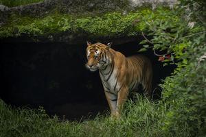 NEPAL-LALITPUR-DIA INTERNACIONAL DEL TIGRE
